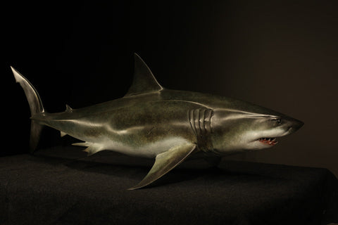 The Great White Shark Sculpture