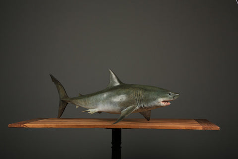 The Great White Shark Sculpture