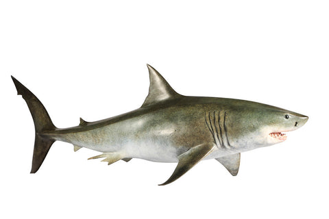 The Great White Shark Sculpture