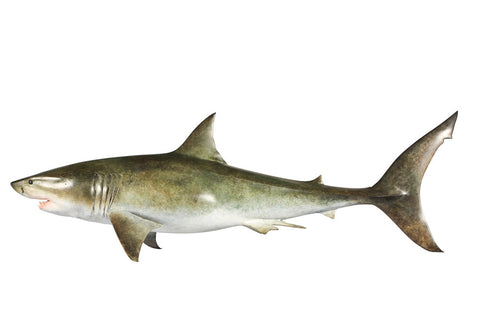 The Great White Shark Sculpture